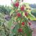 树莓苗10~30cm优质成熟品种