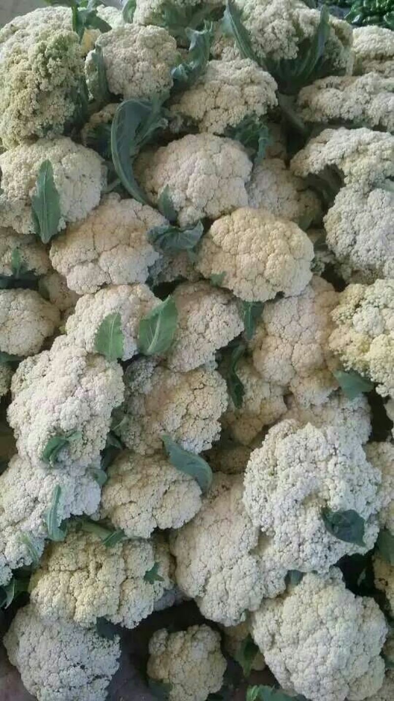 山东省聊城市莘县白面青梗松花菜直供2~3斤散花乳白
