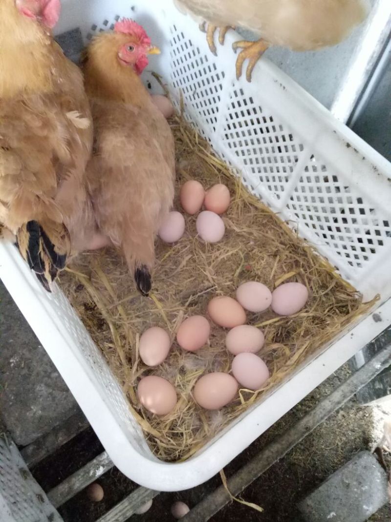 土鸡蛋食用50g以下