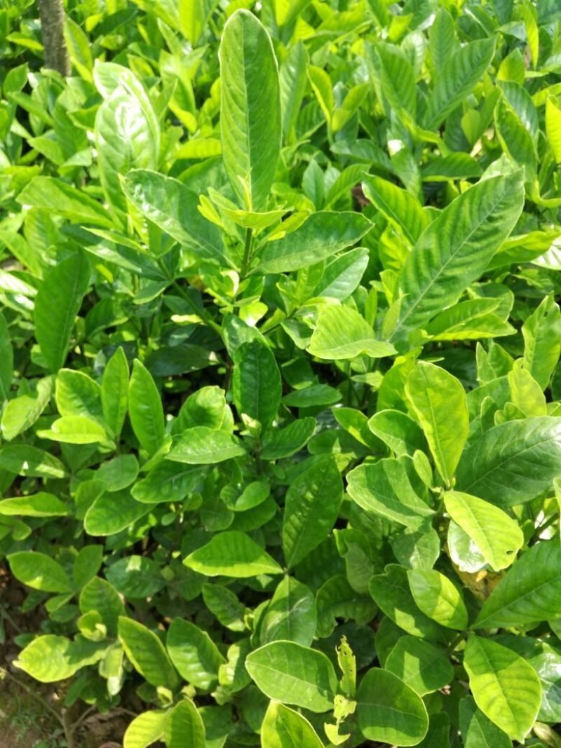 栀子花，大花栀子，大叶栀子小，栀子球价格，湖南栀子苗价格