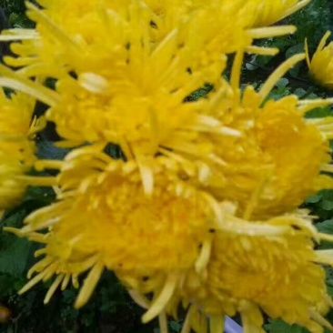 菊花茶