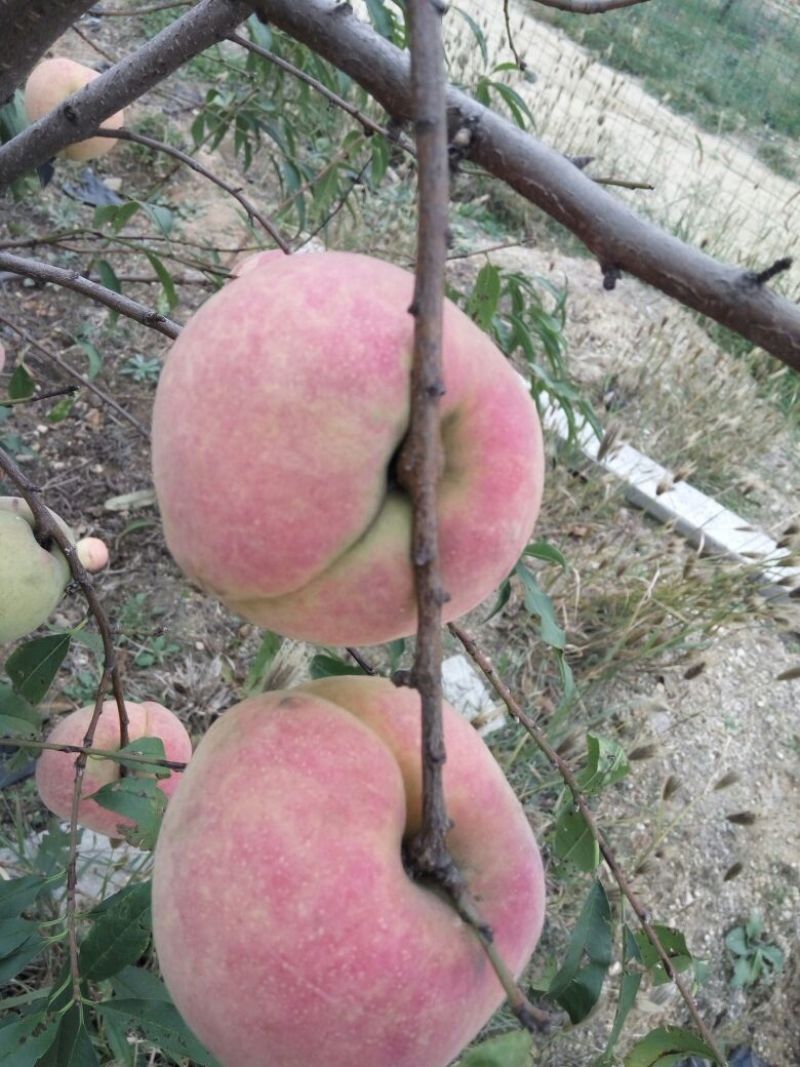 桃树苗沂蒙霜红桃苗单果500棵缝合线明显