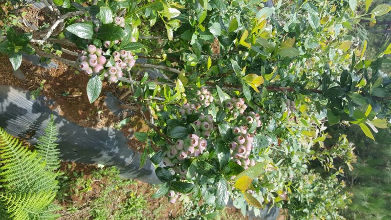 蓝莓鲜果6~8mm以上