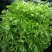 苦菊20~25cm