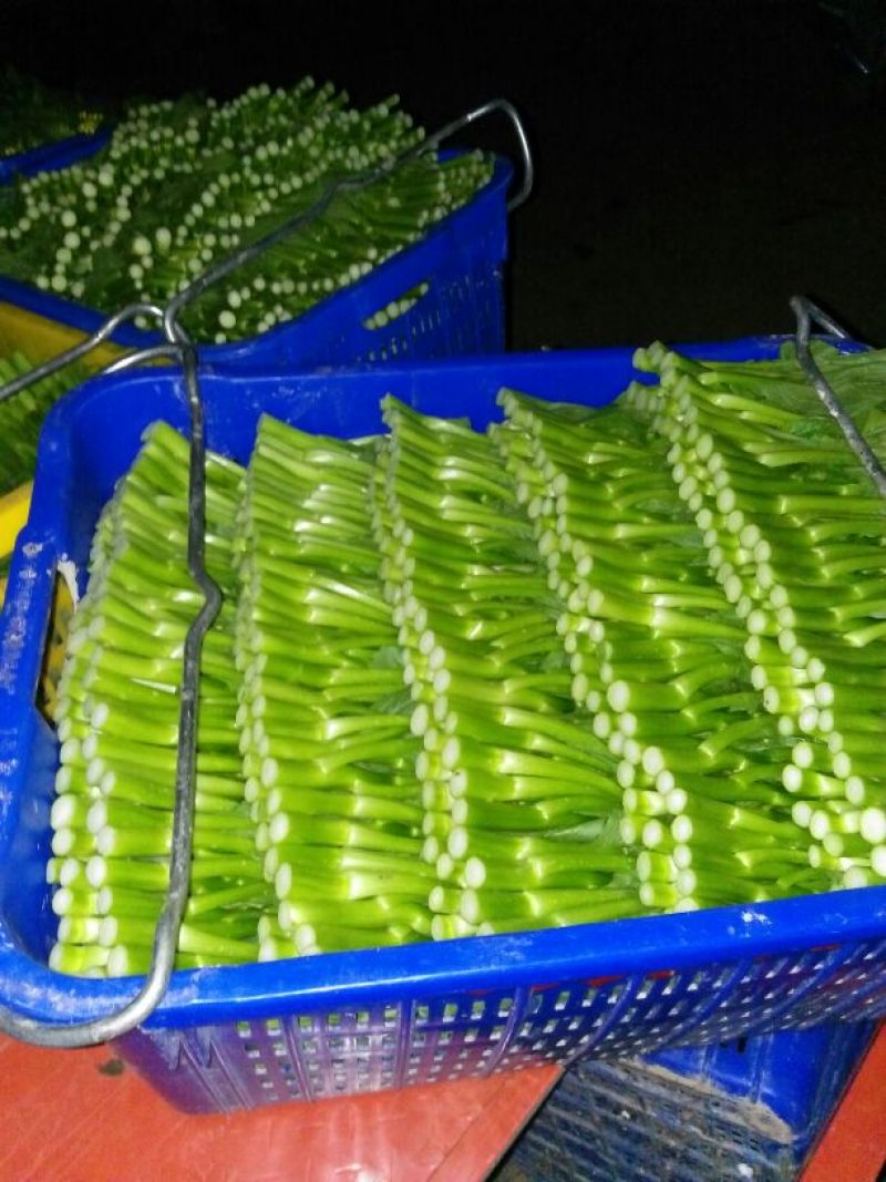 菜苔