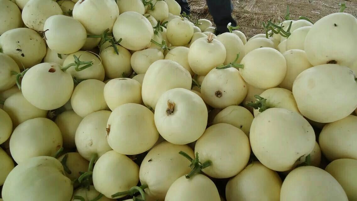 白梨瓜甜瓜河南安阳内黄县_批发_供应-一亩田