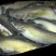 池鲤鱼食用1~2公斤