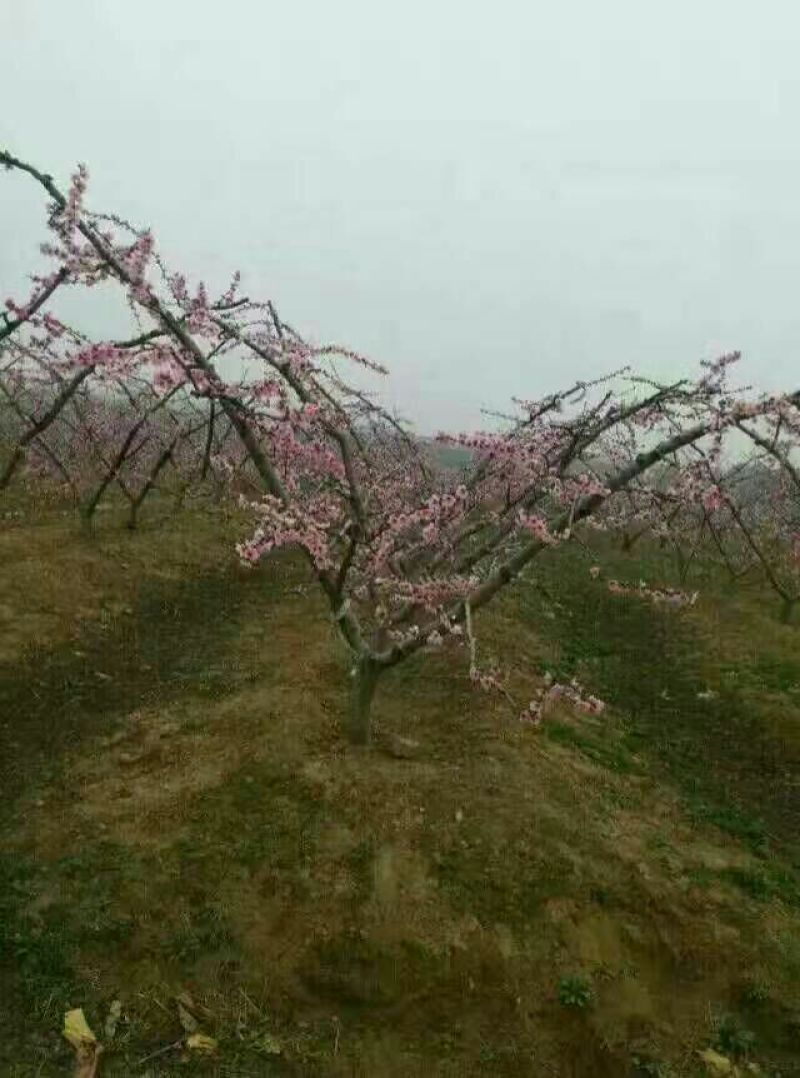 冬桃苗80cm以上