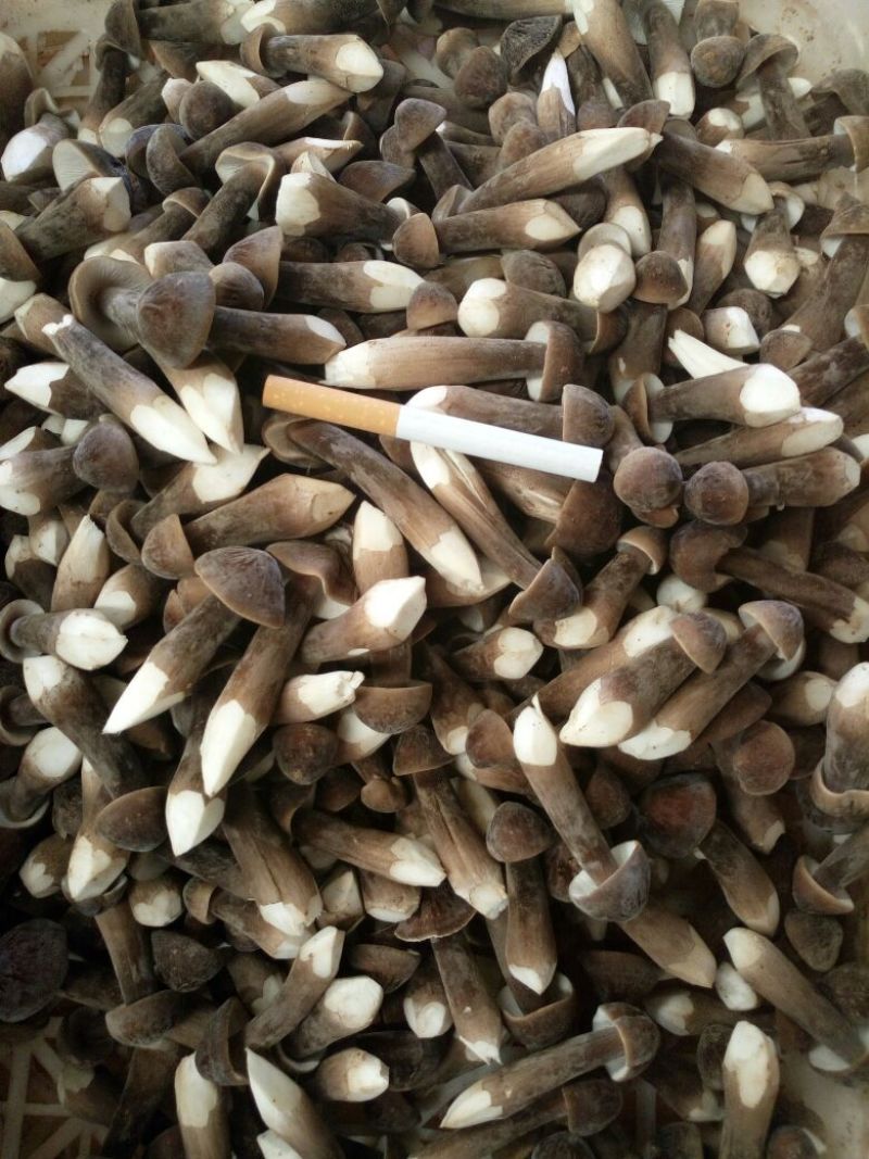 常年供应优质高产新一代黑皮鸡枞菌包