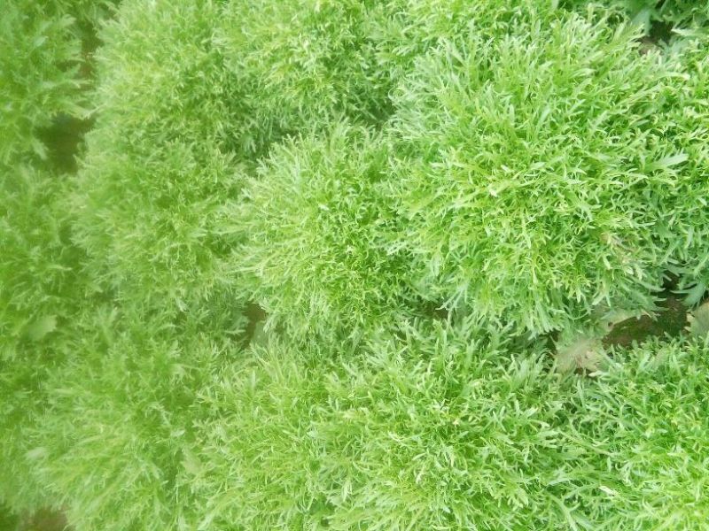 苦菊10~12cm