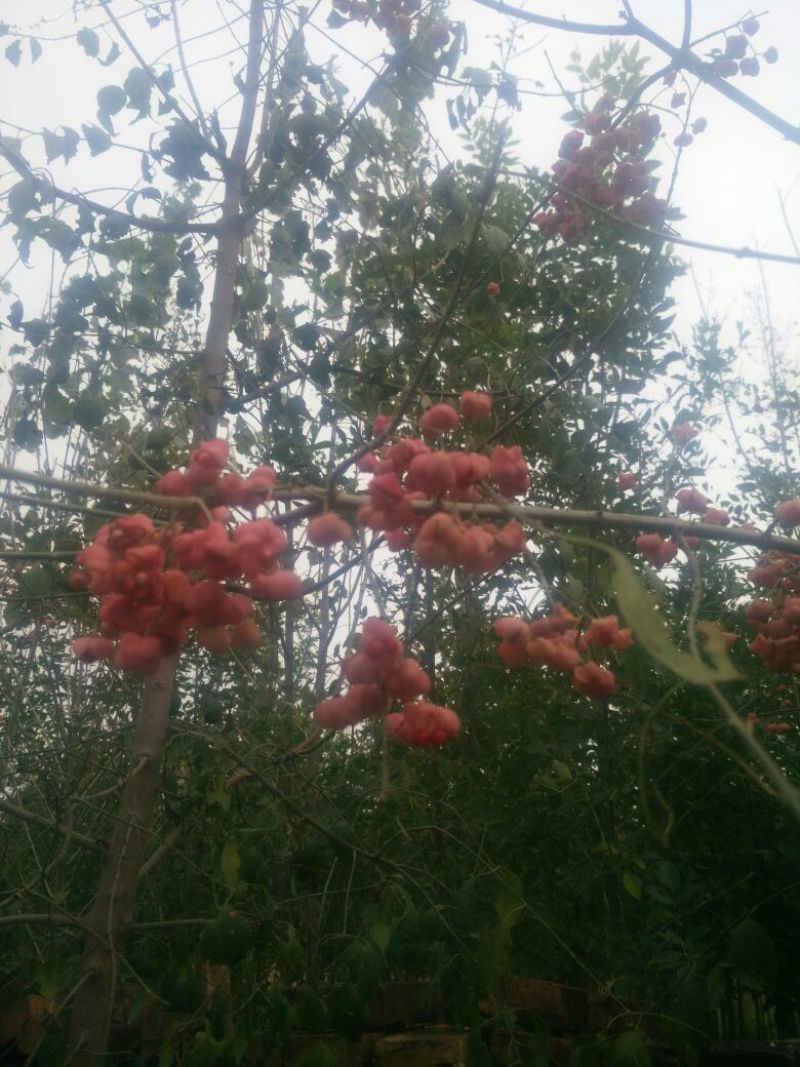 丝绵木10cm以下