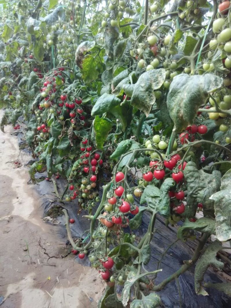 圣女果，小柿子圆粉，贝贝，佛山88，千禧等