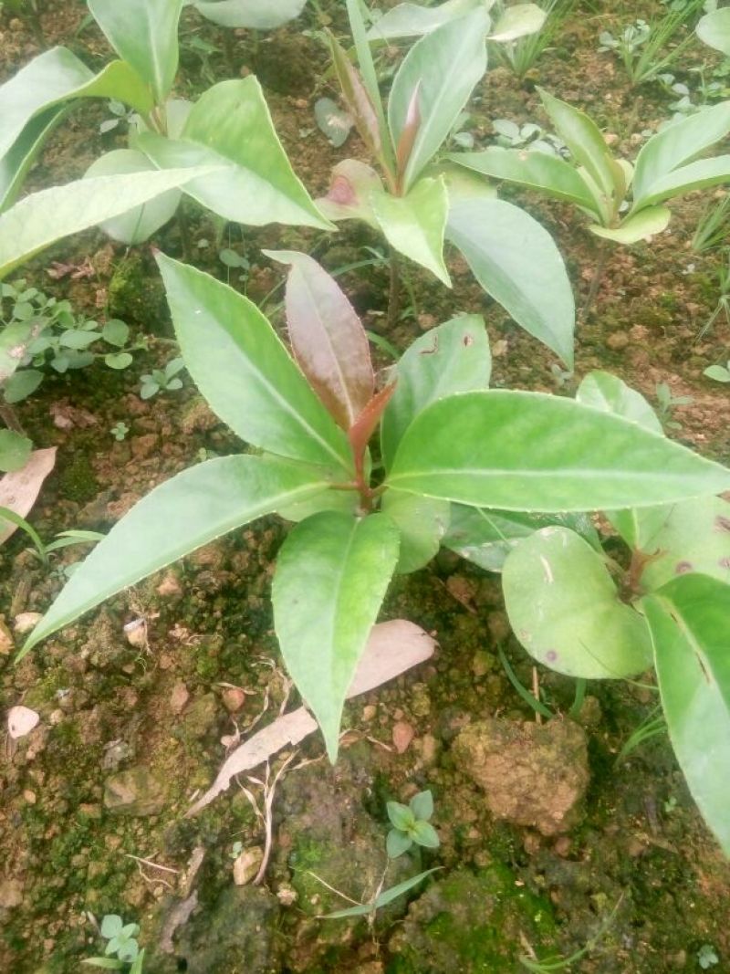 布福娜树苗30~50cm