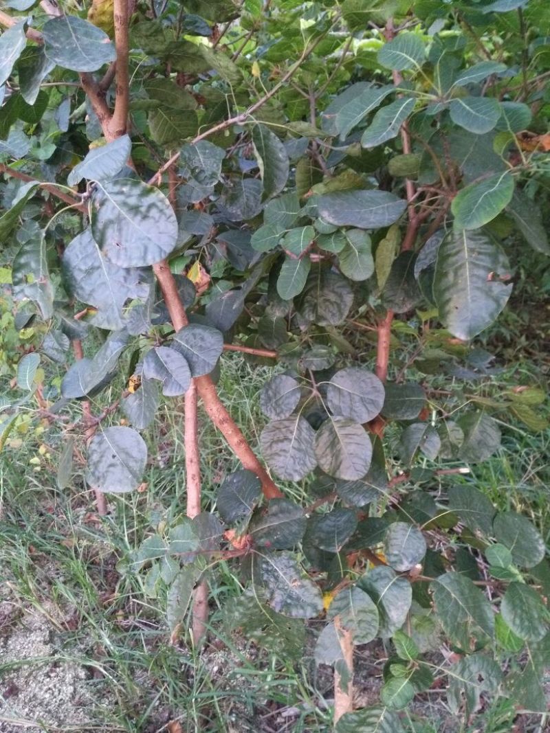 核桃苗100~150cm三年苗，量大价优，产地直发