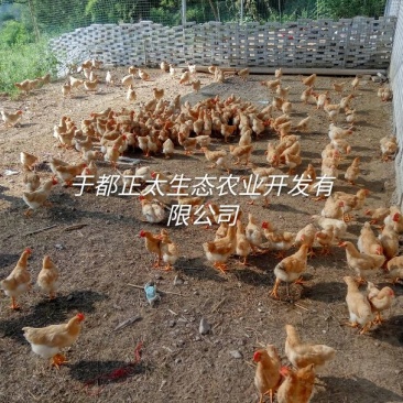 三黄鸡6~9月