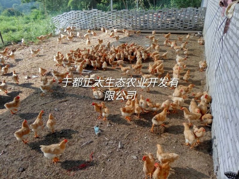三黄鸡6~9月