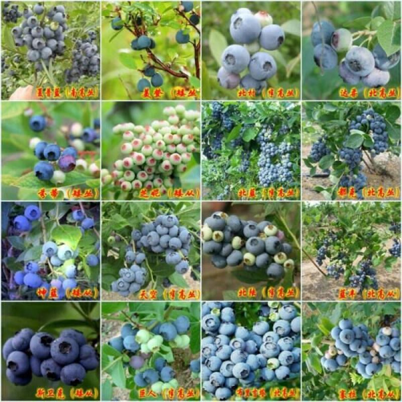 盆栽蓝莓苗四季蓝莓树苗南北方种植带花特大地栽阳台果树当年