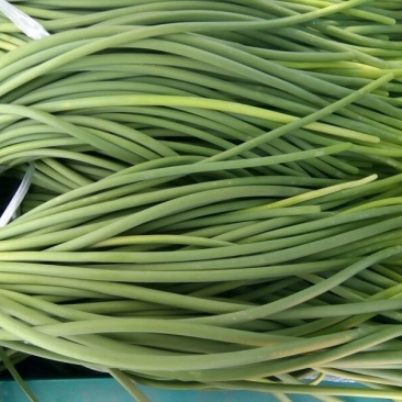 金乡红毛蒜薹无黄般60-70公分