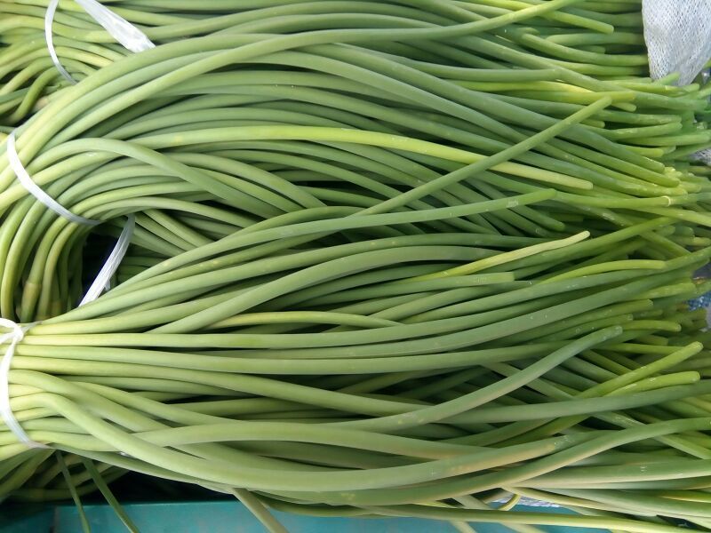 金乡红毛蒜薹无黄般60-70公分