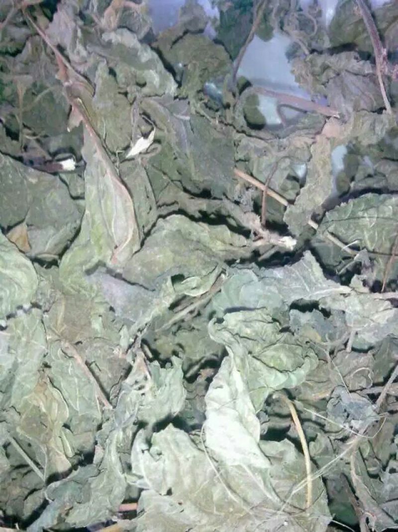 紫苏叶紫苏片紫苏梗紫苏紫苏段紫苏籽紫苏专营