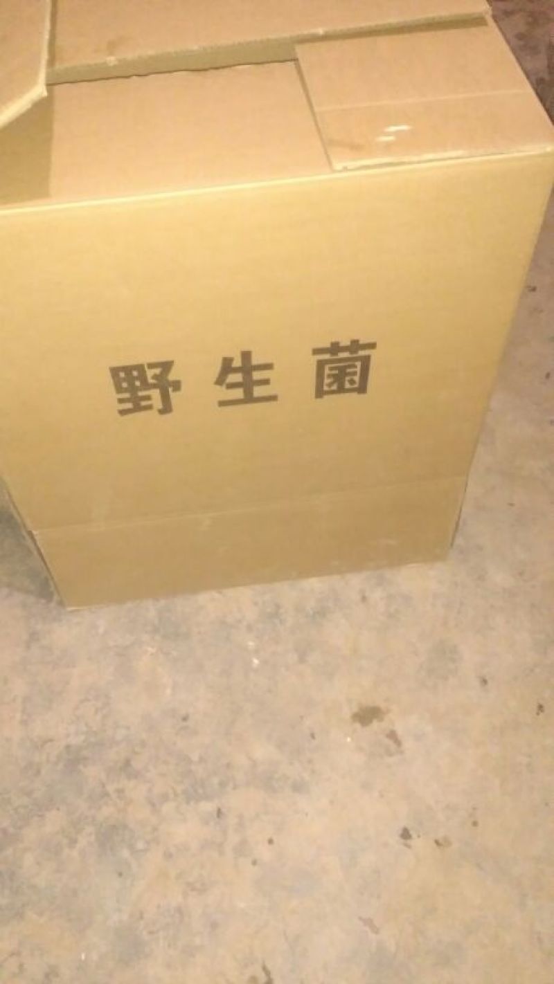 【实力推荐】干平菇大量供应自然烘干商超品质一手货源