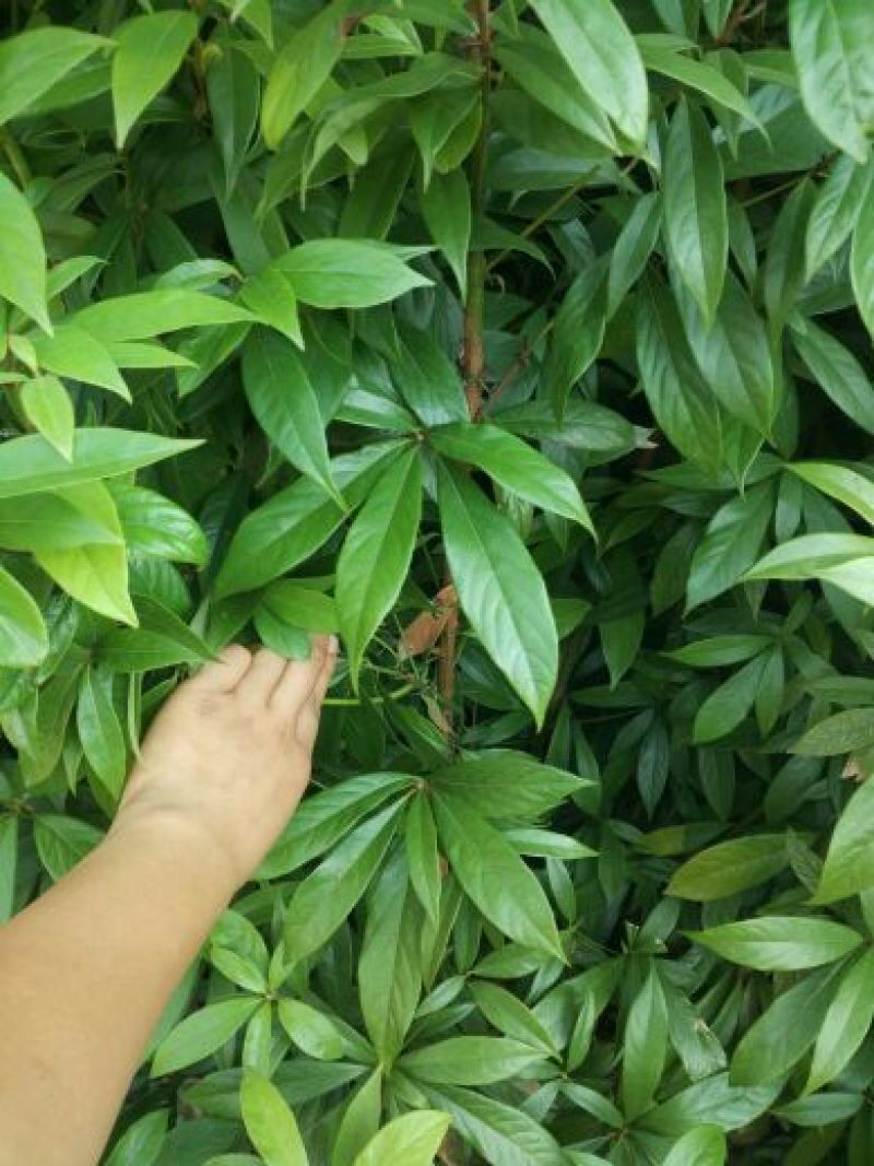 金丝楠木小苗，小叶桢楠价格，8-15cm移栽金丝楠木树价