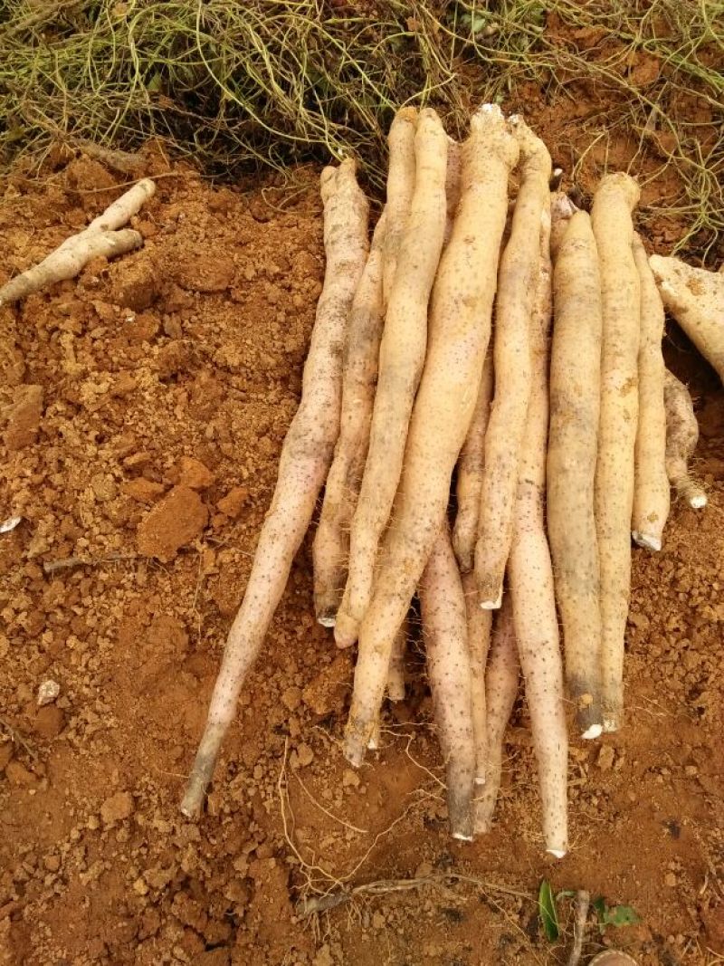 淮山药4~6厘米一级手捡50~70厘米