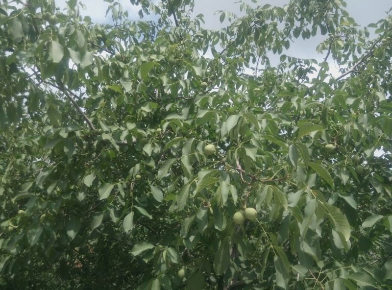 香玲核桃去皮干