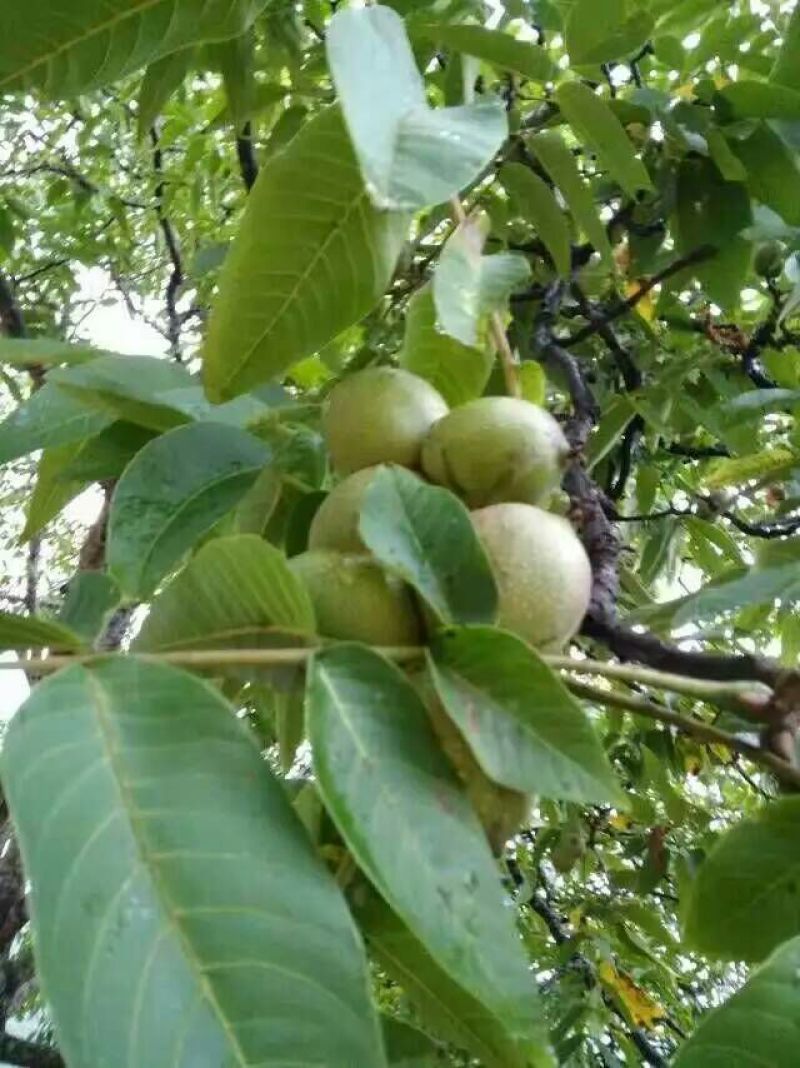 核桃苗免费提供种植技术