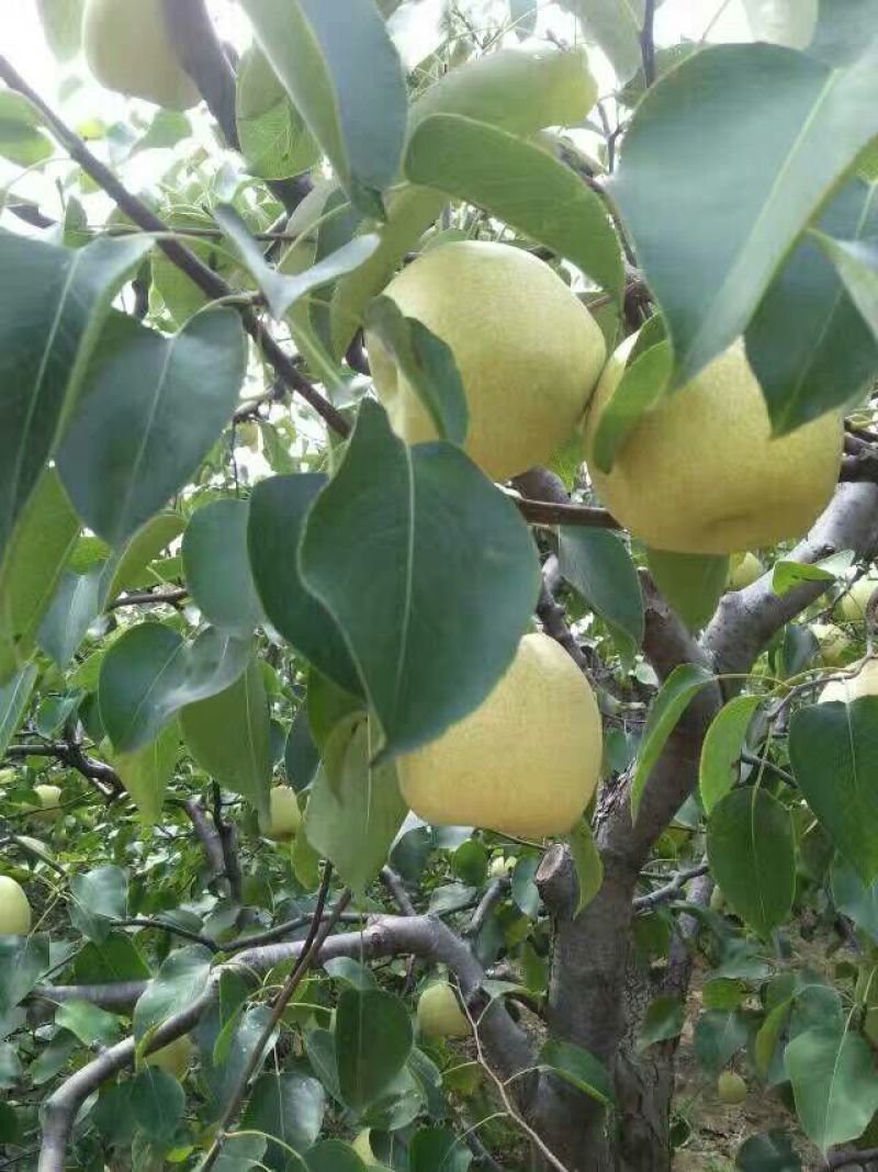 酥梨光果
