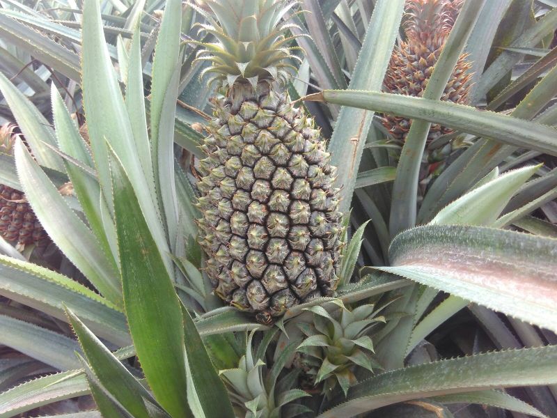 菠萝1.5~2斤