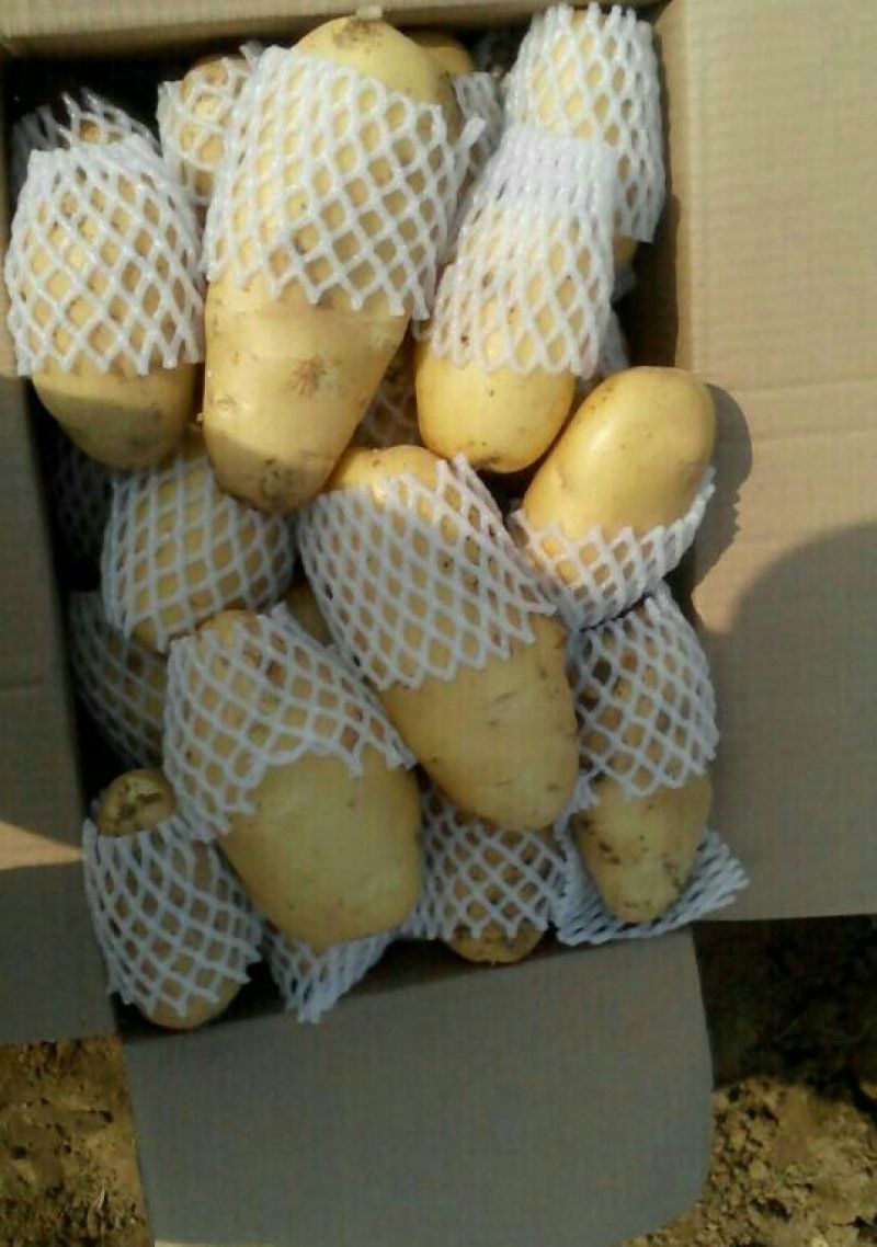 滕州土豆冷库货装箱装袋水洗干洗产地直发