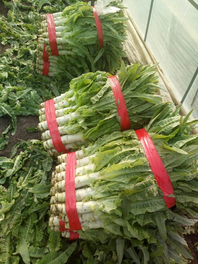 尖叶莴笋青皮青肉刚上市