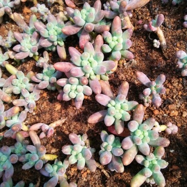 多肉植物不含盆