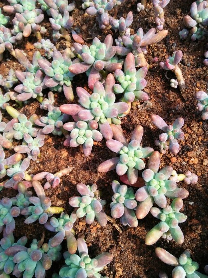 多肉植物不含盆
