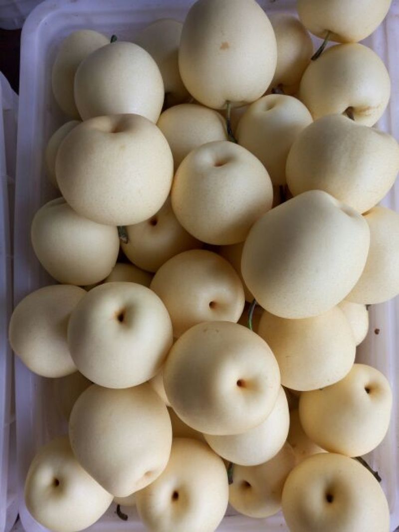 皇冠梨250~300g纸箱
