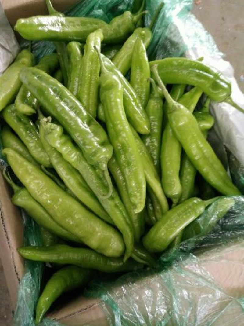 圆椒，5公分以上，大量上市，有需要的可以联系我