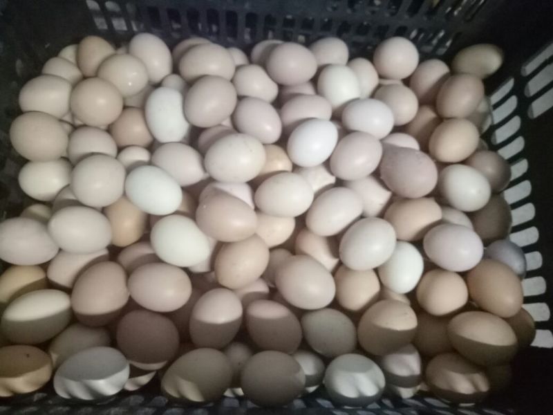 土鸡蛋食用50~60g