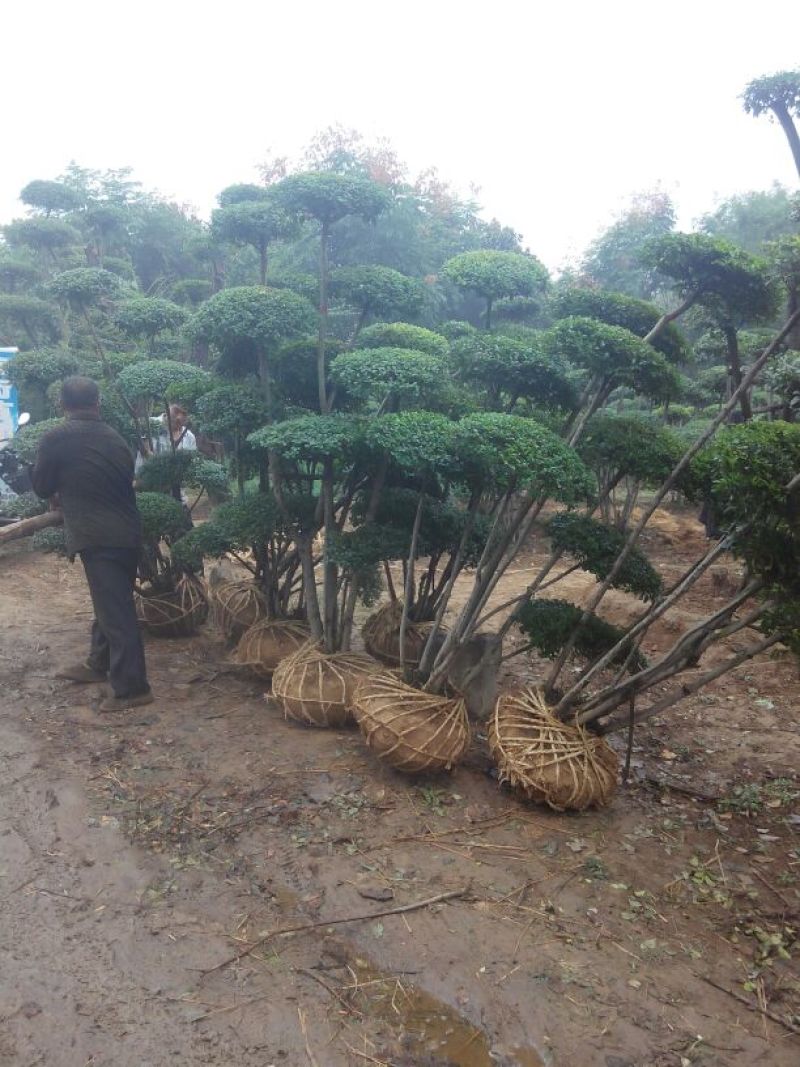 女贞造型树河南鄢陵批发生产基地