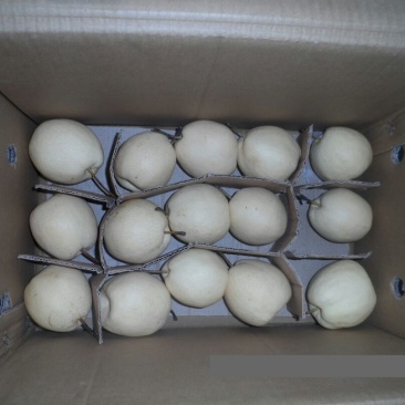 贡梨500~550g纸箱