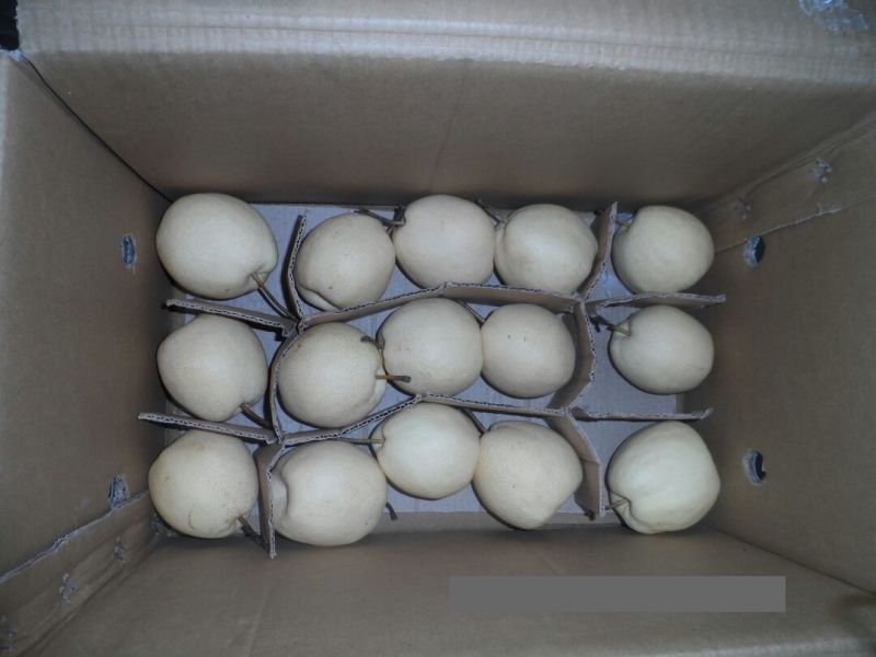 贡梨500~550g纸箱