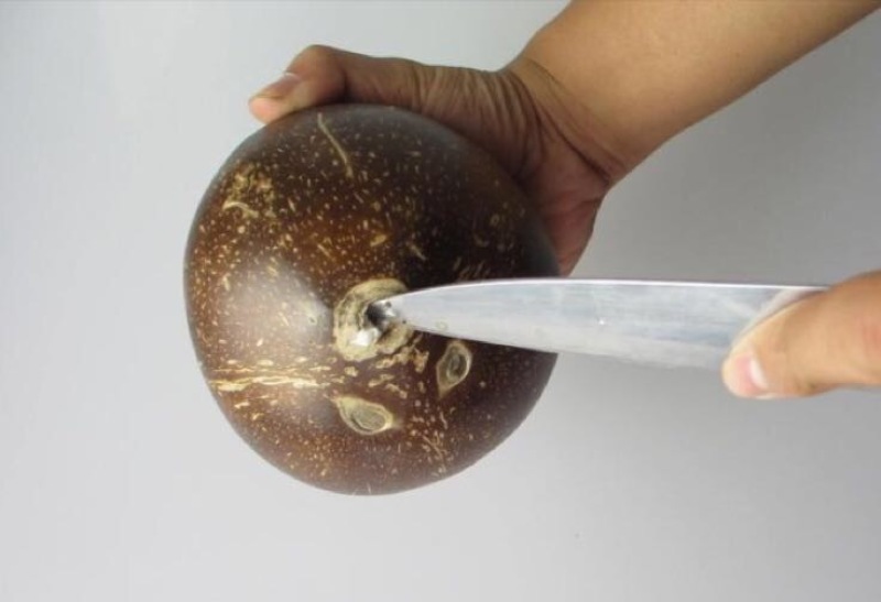 高种椰子