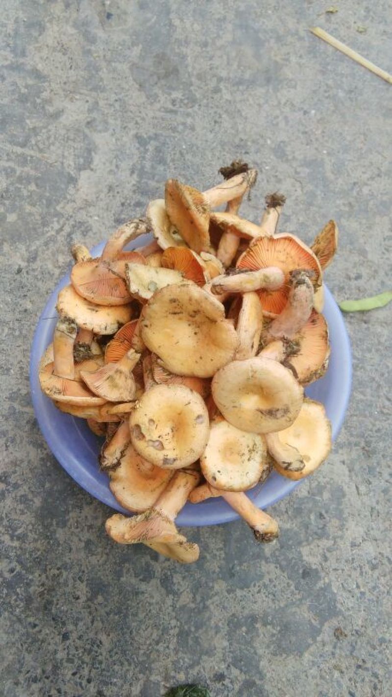 野生菌特级