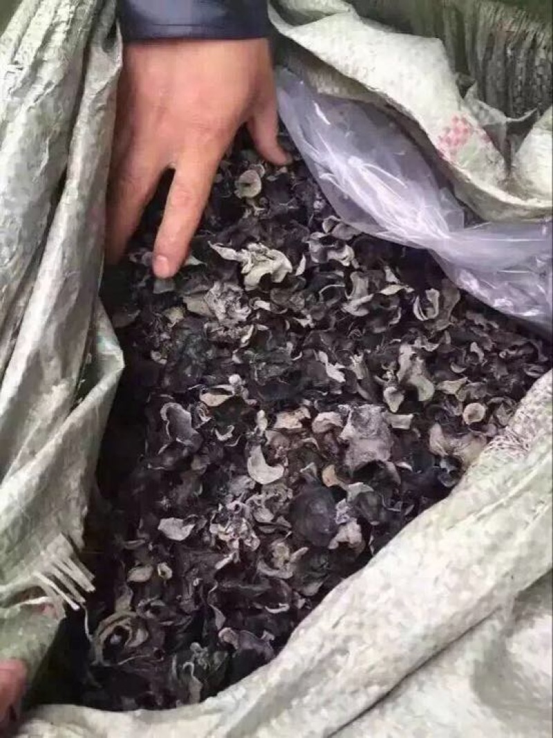 毛木耳