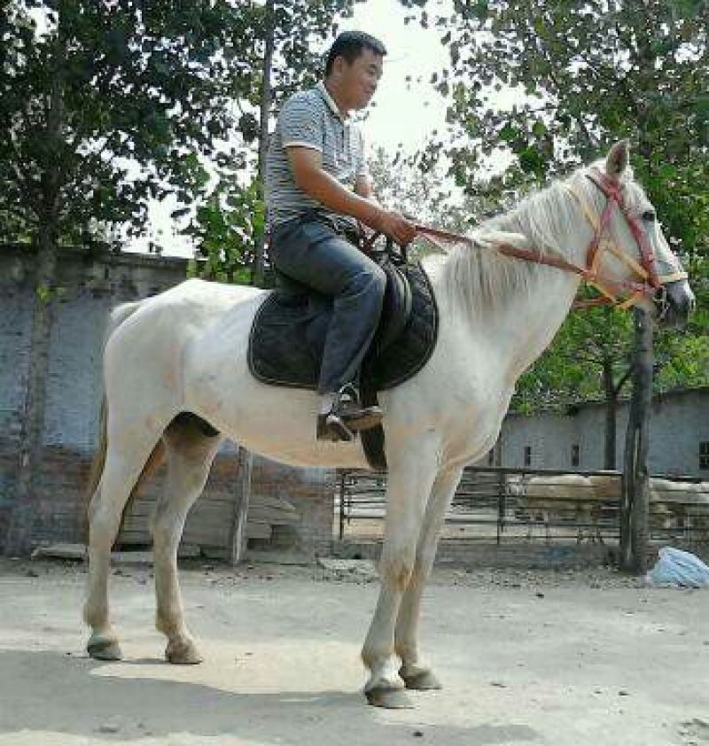 伊犁马200~300kg