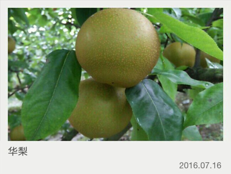 华梨旧口沙梨湖北沙梨基地