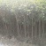 桂花苗120cm以上