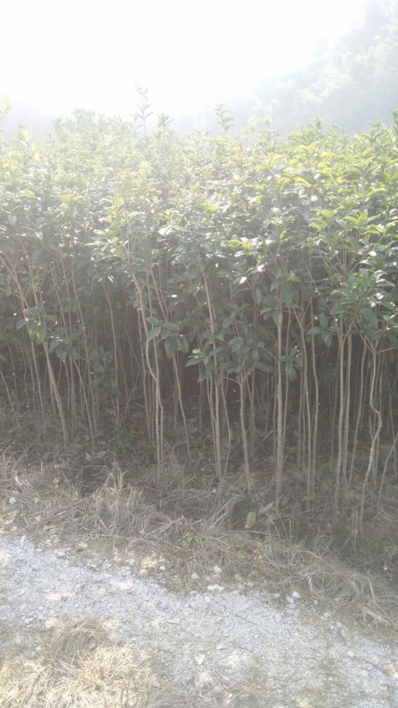桂花苗120cm以上