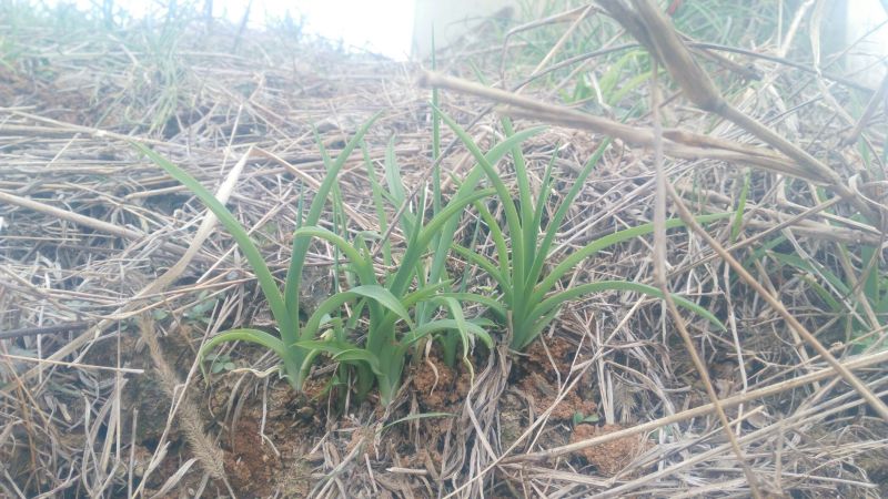 黄花菜种苗高产品种现挖现发