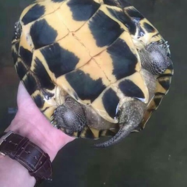 鳖